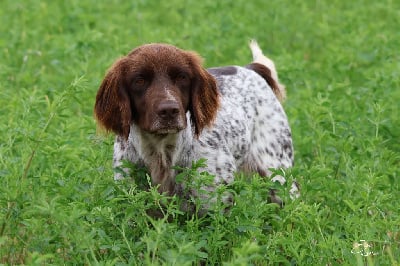 Étalon Petit Epagneul de Münster - Poppie the miss des étoiles de Woodcock