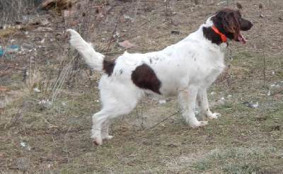 Étalon Petit Epagneul de Münster - Jina (Sans Affixe)