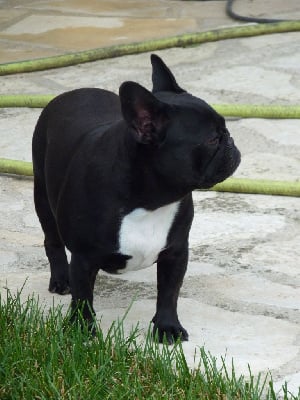 Étalon Bouledogue français - Thelma-louise de sharp et boule de Nat