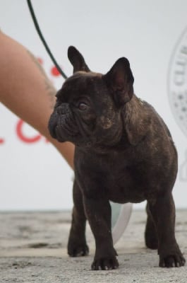 Étalon Bouledogue français - V'la l'instant guerlain du domaine de Bodaway