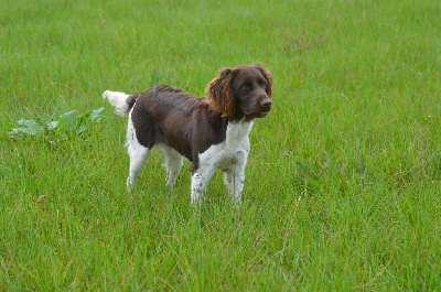 Étalon Petit Epagneul de Münster - Vica Vom hundegelaut