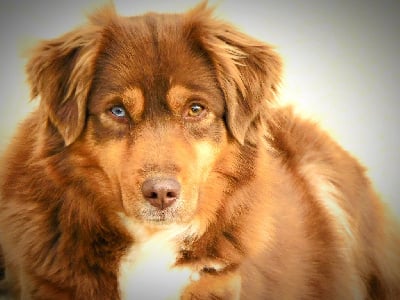 Étalon Berger Américain Miniature - Tweet Des Minis Du Pic Saint Loup