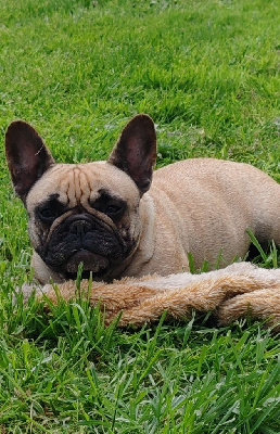 Étalon Bouledogue français - Speciale edition du clos des voinauds