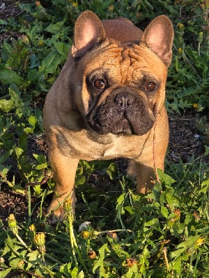 Étalon Bouledogue français - Ulysse Des Jardins De Damabiah