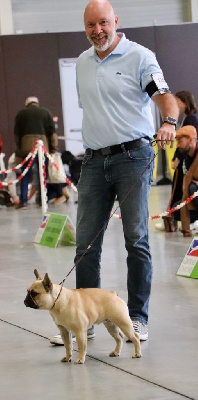 Étalon Bouledogue français - Aaron's Soul Victory only is beautiful dite vick