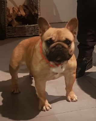 Étalon Bouledogue français - U'josephine Des Merveilles D'la Montagne