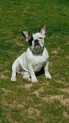 Étalon Bouledogue français - Vanille le Domaine de Kiara