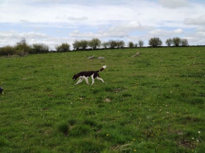 Étalon Petit Epagneul de Münster - Rebelle (Sans Affixe)