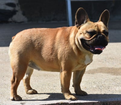 Étalon Bouledogue français - Vvachiwi wesh du domaine de Bodaway