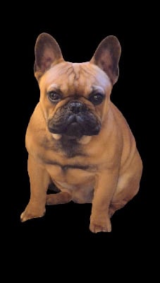 Étalon Bouledogue français - V'pop-corn (Sans Affixe)