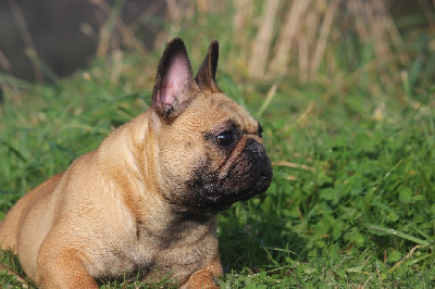 Étalon Bouledogue français - Une touche 2 naf naf de l'Empire des Hellls