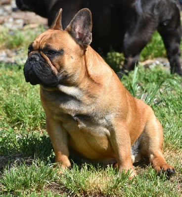 Étalon Bouledogue français - Vvahkan du domaine de Bodaway