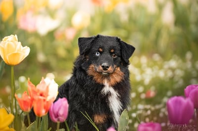 Étalon Berger Américain Miniature - legacy ridge On my way