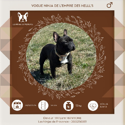 Étalon Bouledogue français - Vogue ninja de l'Empire des Hellls