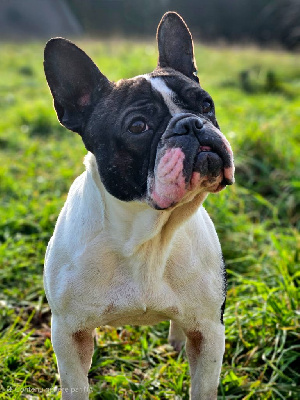 Étalon Bouledogue français - Safari (Sans Affixe)