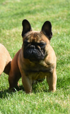 Étalon Bouledogue français - Tonka l impÉrial du domaine de Bodaway
