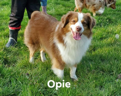 Étalon Berger Américain Miniature - morningstars Nothin's worrin' me in margaritaville