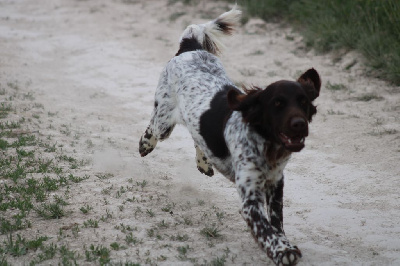 Étalon Petit Epagneul de Münster - Violette De La Vallée De La Py