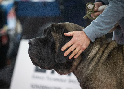 Étalon Mastiff - CH. Ribellu Des Gardiens De Cyrnos