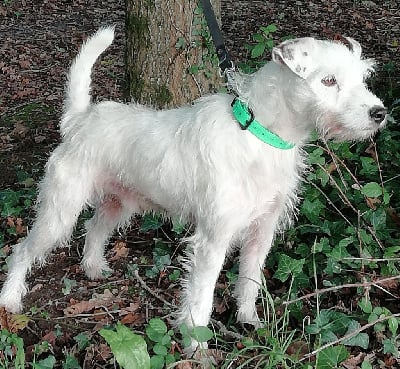Étalon Parson Russell Terrier - CH. Magnum (Sans Affixe)