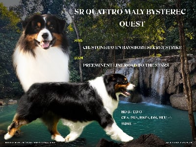 Étalon Berger Australien - Quattro malý bysterec