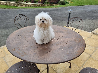 Étalon Bichon maltais - Pipo clos des 3 rivieres