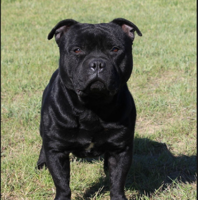 Étalon Staffordshire Bull Terrier - Ultimate dog marley de la vallée des volques De La Vallée Des Volques