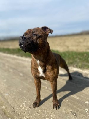 Étalon Staffordshire Bull Terrier - Time will tell des fils de Nwenco