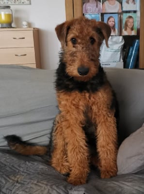 Étalon Airedale Terrier - Utopia du Haillet des Corneiredes
