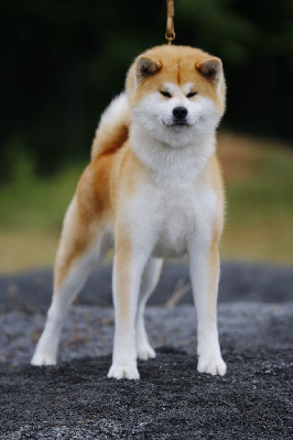 Étalon Akita - CH. Tsubasa tenshi Le Domaine D'Ulysse