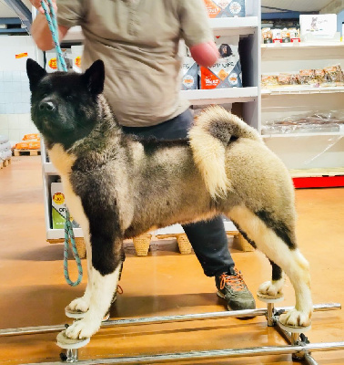 Étalon Akita americain - Vicky Du Grand Cèdre Bleu