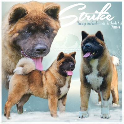 Étalon Akita americain - Vantage Des Gardiens De L'arche De Noé