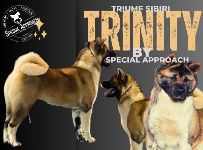 Étalon Akita americain - triumf sibiri Trinity
