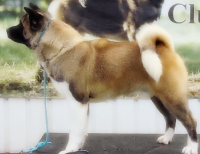 Étalon Akita americain - CH. Zeus credo