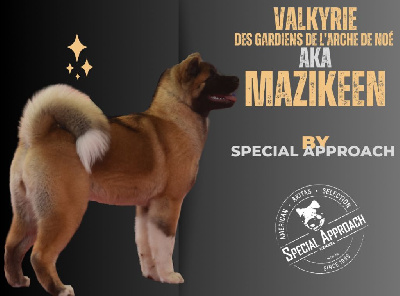 Étalon Akita americain - Valkyrie aka maizikeen Des Gardiens De L'arche De Noé