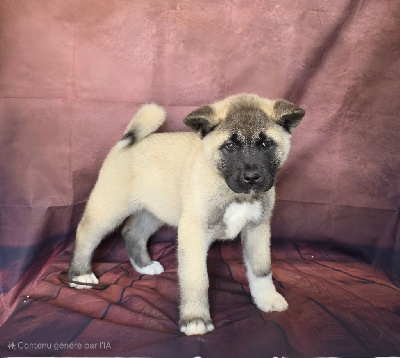 Étalon Akita americain - Aragone Du Grand Cèdre Bleu