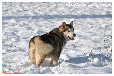 Étalon Alaskan Malamute - M'choubaka of Red Eyes Woolf Shadow