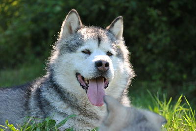 Étalon Alaskan Malamute - Padawan De Magellan En Isère