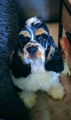 Étalon American Cocker Spaniel - Vador Du Manoir Des Highslands