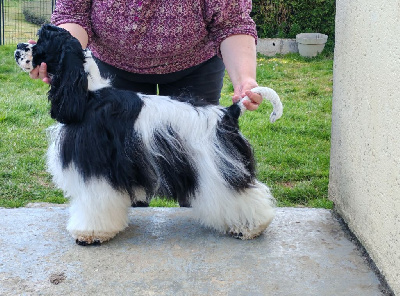 Étalon American Cocker Spaniel - Glamorous lady favorite dream
