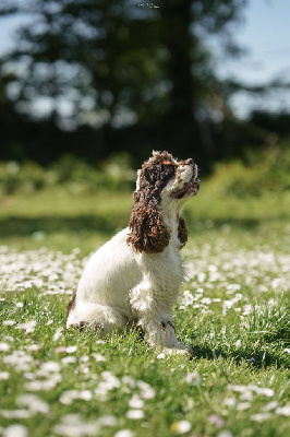 Étalon American Cocker Spaniel - Ubelle aussis et minis breiz