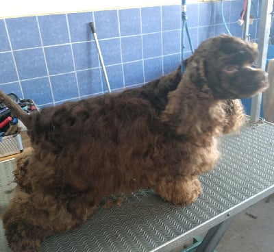 Étalon American Cocker Spaniel - tsvetnaja mechta Treasure of mine