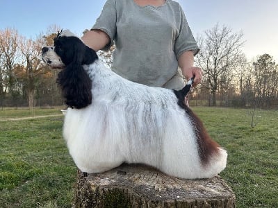 Étalon American Cocker Spaniel - CH. Mèden Âgan Sexy sushi