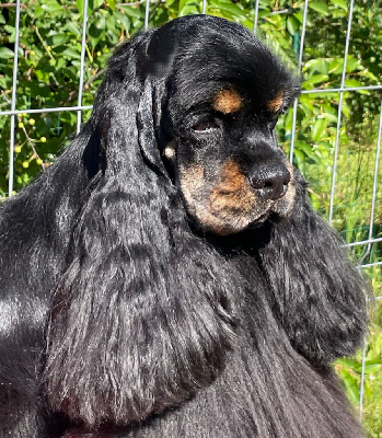 Étalon American Cocker Spaniel - Hall Of Lords Valkyrien legacy