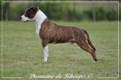 Étalon American Staffordshire Terrier - Unchain the thunder du Domaine de Kheops