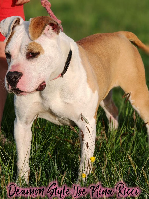 Étalon American Staffordshire Terrier - Deamon Style Use nina ricci