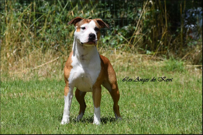 Étalon American Staffordshire Terrier - Violette Keep The Best