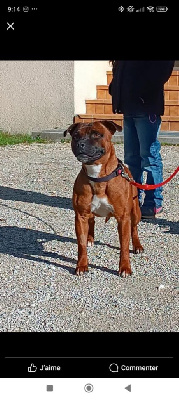 Étalon American Staffordshire Terrier - Tough tya Of the browndeanlaws bullyboys