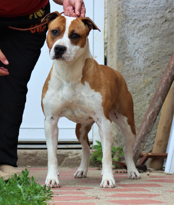Étalon American Staffordshire Terrier - Une seconde chance De La Terre Des Bulls