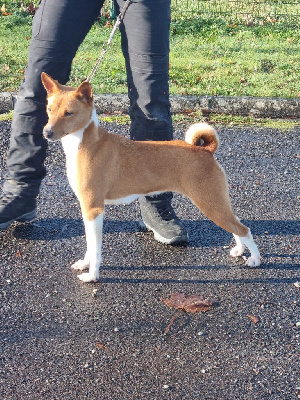 Étalon Basenji - Eluwa mysterious talisman